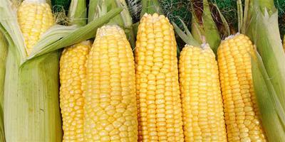 生活小常識：玉米的營養價值 玉米的功效與作用
