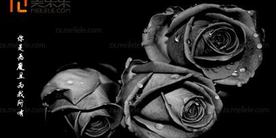 黑色玫瑰圖片,黑色玫瑰圖片寓意大全