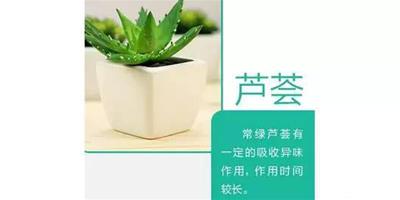 9款家居吸毒明星植物!你家放了嗎?