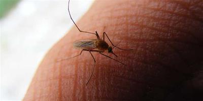 【圖】蚊子為什麼要吸血？