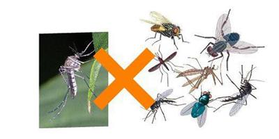 生活小竅門：9個防蚊蟲叮咬小竅門 讓你遠離蚊蟲困擾