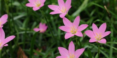 蘭花葉子發黃怎麼辦如何處理