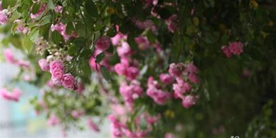 薔薇花語的意思 薔薇作為食材菜肴