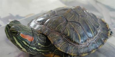 巴西紅耳龜怎麼養,一般壽命有多久