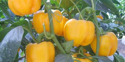 生活小常識：彩椒的營養價值 彩椒的功效與作用
