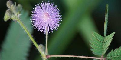 生活小常識：含羞草的特點是什麼 含羞草的花語