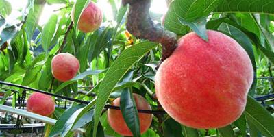 生活小常識：吃桃子有什麼好處 桃子的營養價值