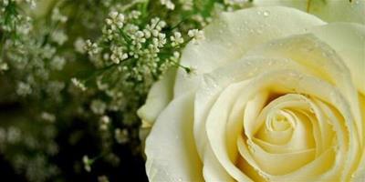 白玫瑰花語是什麼 送白玫瑰代表什麼