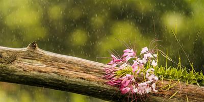 生活小常識：雨水節氣該補啥？營養專家告訴你吃這就對了