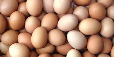 生活小常識：鵪鶉蛋和雞蛋哪個營養高？