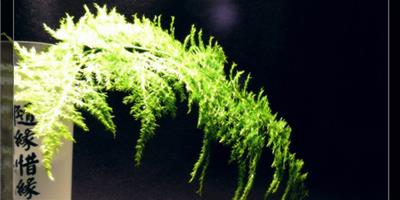 什麼是草本植物 文竹是草本植物嗎