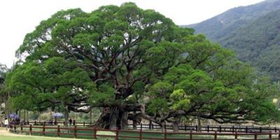 榕樹種植方法 榕樹怎麼養