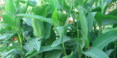 【鳳尾花怎麼種】鳳尾花種植方法