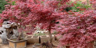 紅楓盆景的製作與養護 紅楓盆景圖片欣賞大全