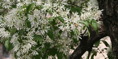 【流蘇樹嫁接桂花】流蘇樹怎樣變身桂花樹