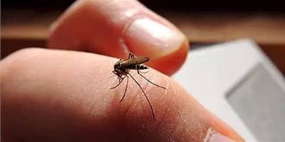 生活小竅門：健康環保的驅蚊小竅門