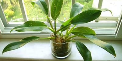 哪些植物可以有效除去甲醛 新裝修房子放什麼植物