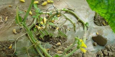 天然中藥減肥食品和降脂食品