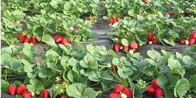 盆栽草莓種植需要注意什麼 盆栽草莓日常護理方法大全