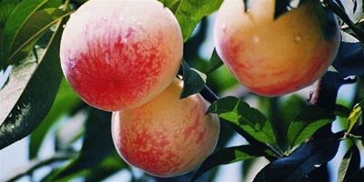 生活小常識：水蜜桃的功效與作用