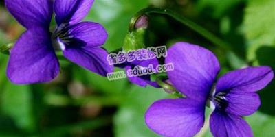 紫羅蘭圖片 紫羅蘭怎麼養