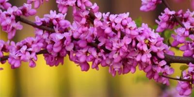 紫荊花的花語：親情,和睦,家業興旺