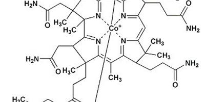 維生素B12的作用 哪些食物含維生素B12