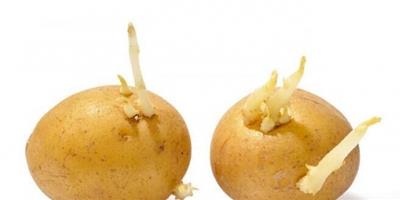 發芽的土豆能吃嗎