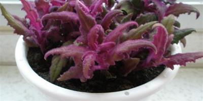 紫鵝絨的花語 紫鵝絨盆栽管理經驗