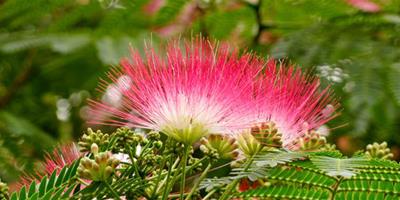 芙蓉樹和芙蓉花一樣嗎 芙蓉樹相關知識介紹