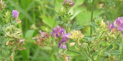 【紫花苜蓿種植技術】紫花苜蓿怎麼種植