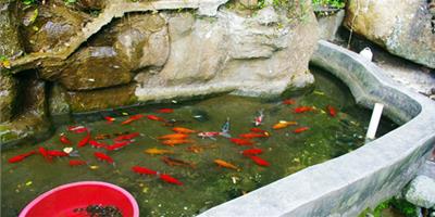 地圖魚怎麼養 地圖魚的飼養和繁殖