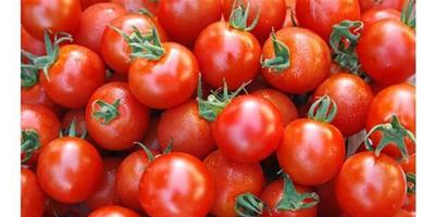 生活小常識：孕婦可以吃小番茄嗎