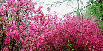 杜鵑花什麼時候開 杜鵑的開花日期有多長