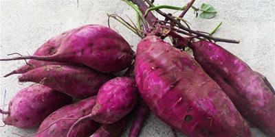 紫薯的營養價值 紫薯的熱量