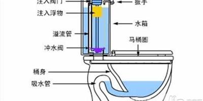 馬桶的選購 虹吸式馬桶結構圖