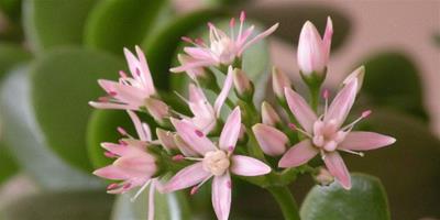 【玉樹什麼時候開花】玉樹怎麼才能開花