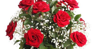 紅玫瑰花語是什麼 紅玫瑰圖片欣賞及資料介紹