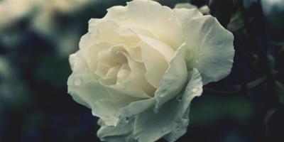 生活小常識：白玫瑰的含義 白玫瑰代表什麼意思
