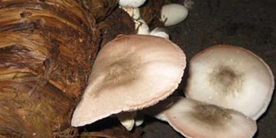 生活小常識：草菇能放冰箱保存嗎 優質草菇的挑選方法