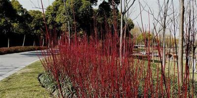 紅瑞木栽培方法 紅瑞木養殖方法