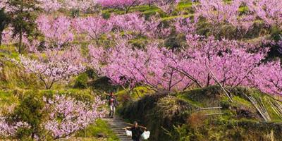 【桃花風水】桃花風水影響夫妻感情