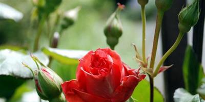 玫瑰花的種植 玫瑰花種植技巧分享