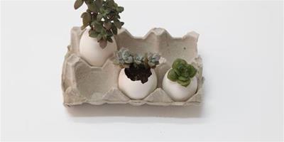 家居DIY：蛋殼多肉盆栽製作步驟 手工DIY製作蛋殼盆栽