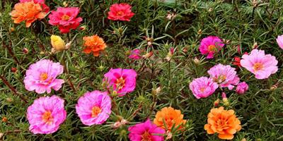 【太陽花種植】太陽花怎麼養護才最美