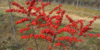 紅果冬青樹簡介及種植方法 紅果冬青的功效與作用