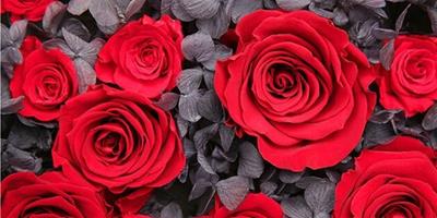 紅玫瑰花語是什麼 紅玫瑰的養殖方法有哪些