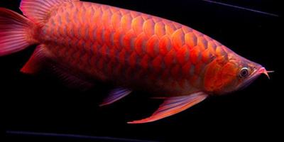 紅龍魚怎麼養 紅龍魚價格及圖片欣賞大全