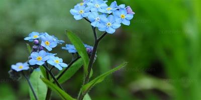 勿忘草花語大全,勿忘草代表什麼寓意