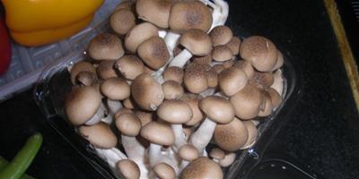 蟹味菇的營養價值